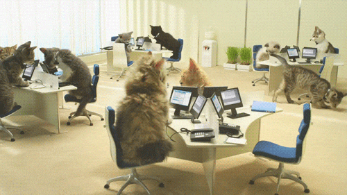Office cats